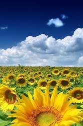 pic for Sun flowers 2 640x960